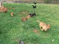 A Herd of Dachshunds A Herd of Dachshunds