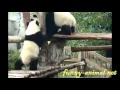 Cute pandas playing fight 