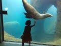 Perica and the Sealion