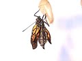 Monarch chrysalis into butterfly