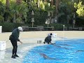 Dolphin Wave