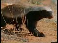 Honey Badger