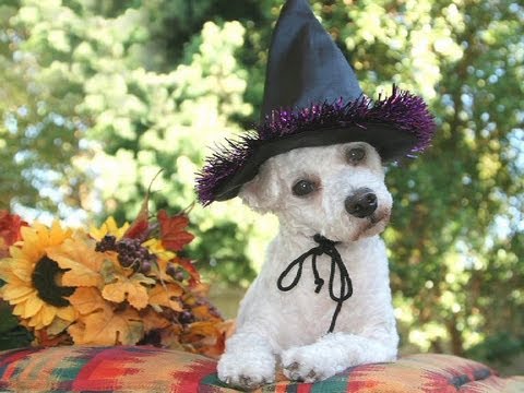 The Uzoo Gallery: Halloween Pet Costumes
