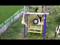 Naughty gibbons playing Naughty gibbons playing