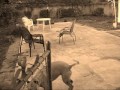Pitbull Attackin\