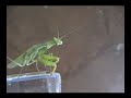 Praying Mantis Attacks my camera Praying Mantis Attacks my camera