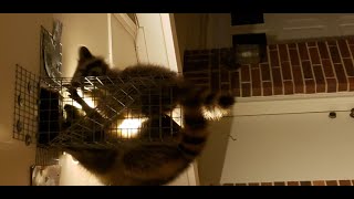 Juvenile raccoons unable to gain entry into Texas 