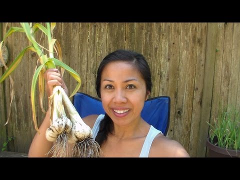 how to harvest and store garlic