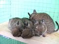 Degu Boys