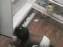 Whats in the Fridge/Hey daddy Whats in the Fridge/Hey daddy