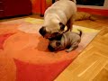 Carlina mamá riñendo o jugando con cachorra de de 1 mes Carlina mamá riñendo o jugando con cachorra de de 1 mes