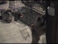 Val+DocPuppies20120214.wmv