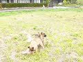 『ベルジアン タービュレン』の子犬 2