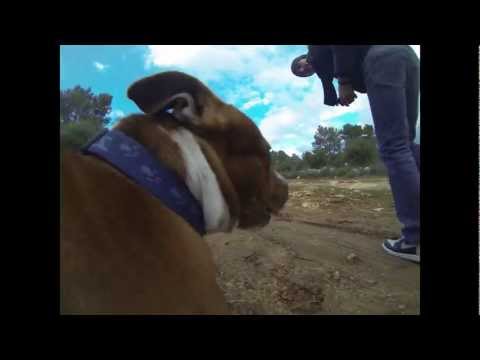 staffie