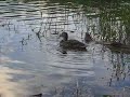 Hungry, Hungry Duck Hungry, Hungry Duck