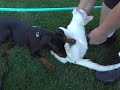 Chanz getting a literal \"taste\" for Mitsy  LOL