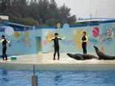 Ocean Park Ocean Park