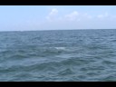 Tarpon Fishing Report Tarpon Fishing Report