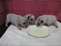 first meal