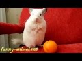 Chinchilla standing, very cute 
