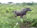 Save the Cow