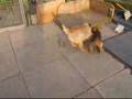 Border Terrier video