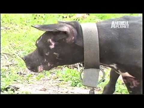 peleas de perros