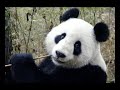 the life of xiang xiang