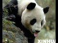 the life of xiang xiang