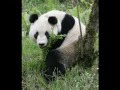 The Life of Xiang Xiang