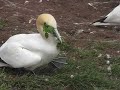 Northern Gannet (1)