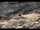 Wildlife in Prince William Sound