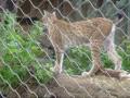 Lynx Luchs Cubs Zoo Munich.
