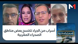 #الصحراء_المغربية.. أسراب من الجراد تكتسح بعض مناطق الصحراء المغربية