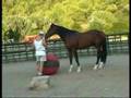 Horsemanship Drills in a Roundpen & Play 4