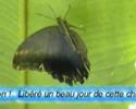 Le papillon Le papillon