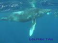 ???????????rurutu Is? humpback whale?No?16