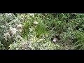 Dagpauwoog vliegt van bloem naar bloem (Peacock flying)