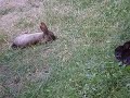 Rabbit Flop
