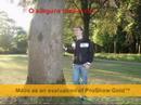 Poveste-De-Dragoste-
