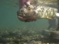 videos de Underwater Snake River Finespot Cutthroat Trout