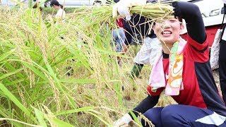 稲刈り体験(食育実践演習)