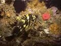Black & Yellow Rockfish