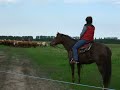 Ranchhorse Versatility Kurs mit Olaf Gajewski auf Gut Borken (Mecklenburg) am 23./24.05.2009