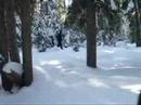 Snow Shoe Tour
