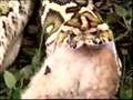 pytohn-eats-bunny