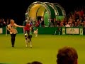 Gundog Group