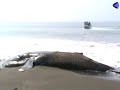 Después de casi 24 horas de labores intensas, pusieron a flote a una ballena juvenil de aproximadamente un año de edad, de la especie Jorobada, de 9.40 metros de longitud y seis toneladas de peso.
