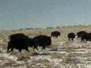 Bison Herd, Utah