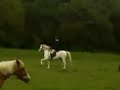 Milou and Dels at the gymkhana! Milou and Dels at the gymkhana!
